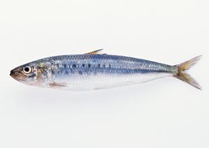 秋葉原のコンカフェ完全ガイド!魅力的な体験とおすすめ店を徹底紹介