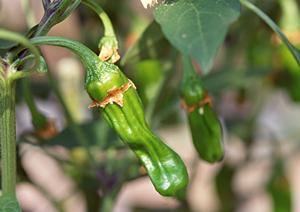 関内でくつろいで中華料理を食べたければ