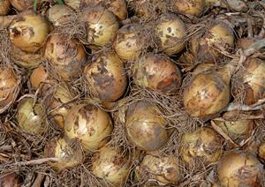 ロケ弁の重要性と千葉県の仕出し業者